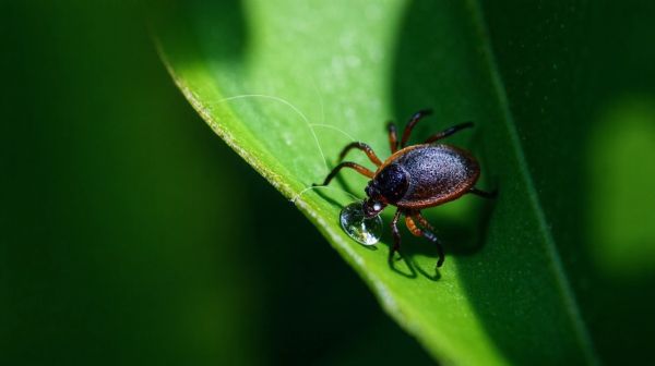 Liste des signes révélateurs de la maladie de Lyme